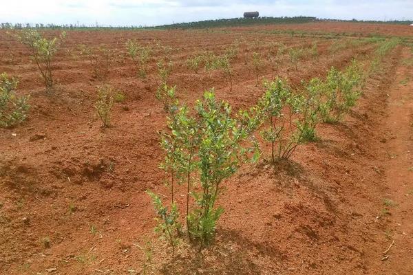 种蓝莓专用肥料,附蓝莓的种植方法