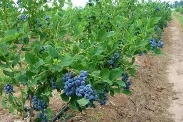 种蓝莓专用肥料,附蓝莓的种植方法