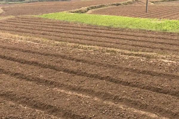 马蹄亩产量一般多少斤,附种植方法