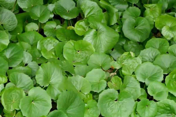 马蹄亩产万斤种植技术,马蹄一般在什么时候收获