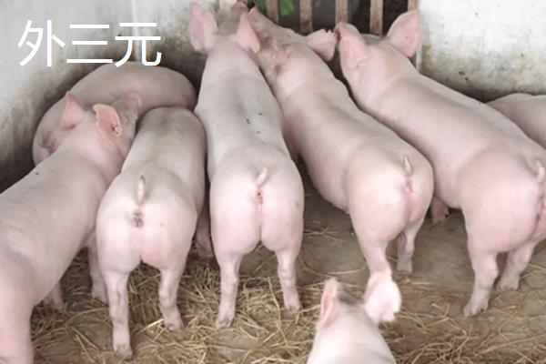 外三元与内三元的区别,外三元猪的外貌特征