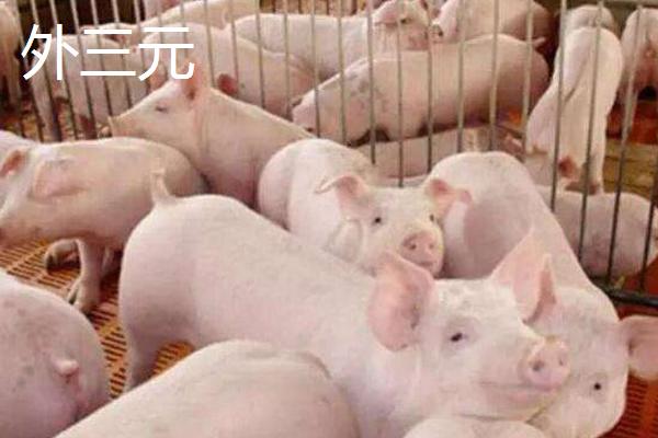 外三元与内三元的区别,外三元猪的外貌特征