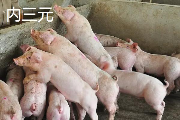外三元与内三元的区别,外三元猪的外貌特征