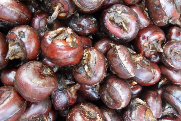 马蹄亩产量一般多少斤,附种植方法