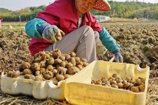 马蹄亩产万斤种植技术,马蹄一般在什么时候收获