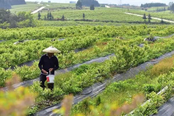 蓝莓是长在哪里的，附种植方法