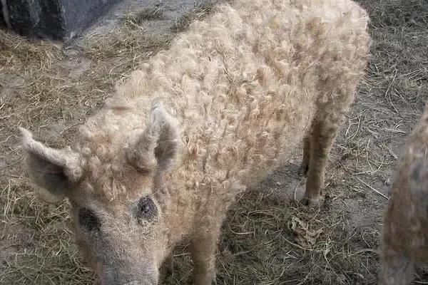 中国有绵羊猪种吗,绵羊猪是怎么来的