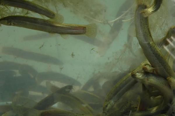 家里水缸怎么养泥鳅，泥鳅吃啥
