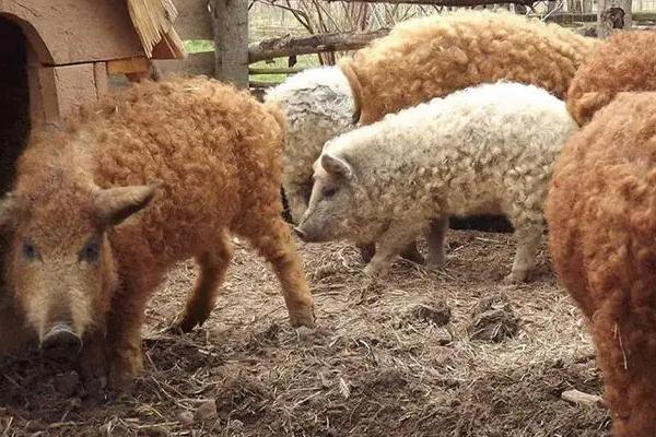 中国有绵羊猪种吗,绵羊猪是怎么来的