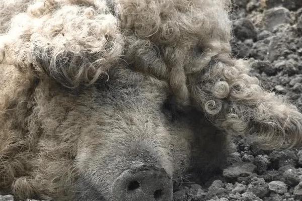 中国有绵羊猪种吗,绵羊猪是怎么来的