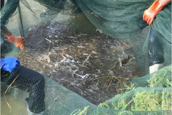 南美对虾高密度大棚养殖技术，有什么优势