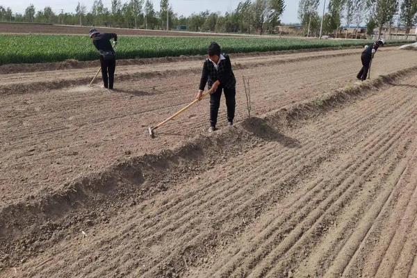 冬青怎么扦插，附种植方法