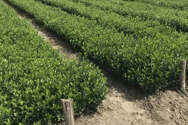 冬青种植方法,是树木还是花草