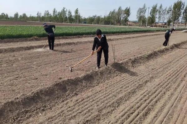 冬青种植方法,是树木还是花草