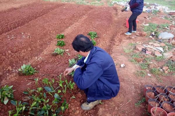冬青种植方法,是树木还是花草