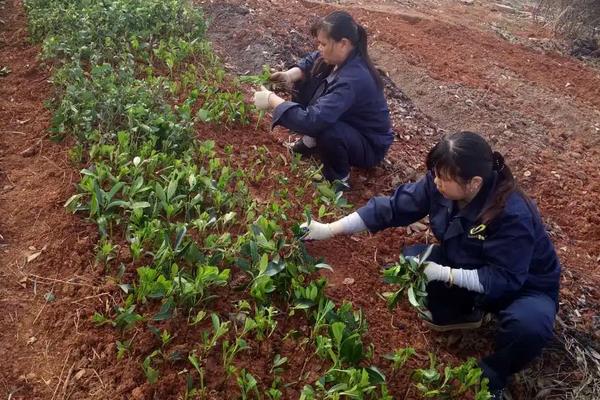 冬青种植方法,是树木还是花草