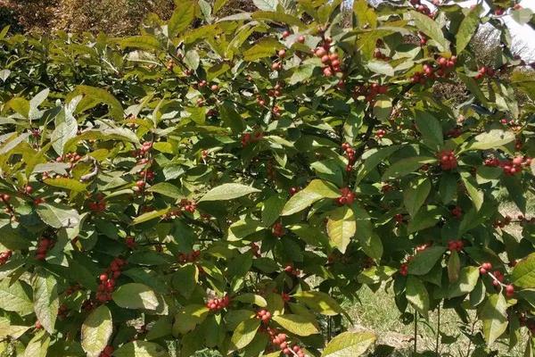 北美冬青耐寒多少度，附种植方法