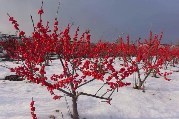 北美冬青怎么养,耐寒吗