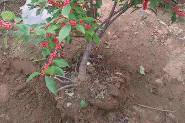 北美冬青怎么养,耐寒吗