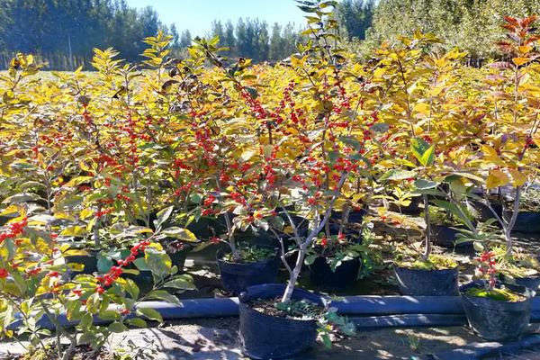 北美冬青怎么养,耐寒吗