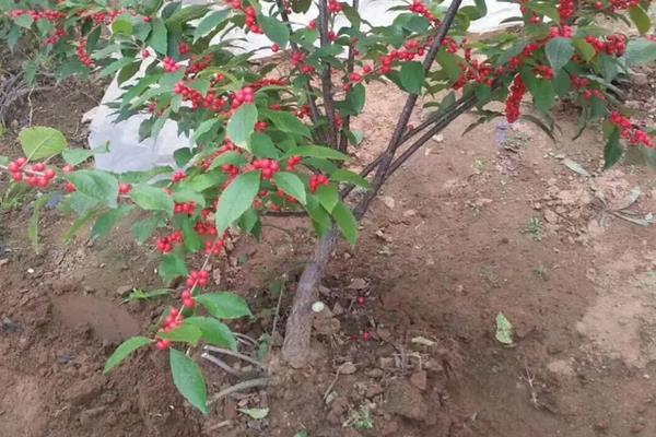 北美冬青介绍，附种植方法
