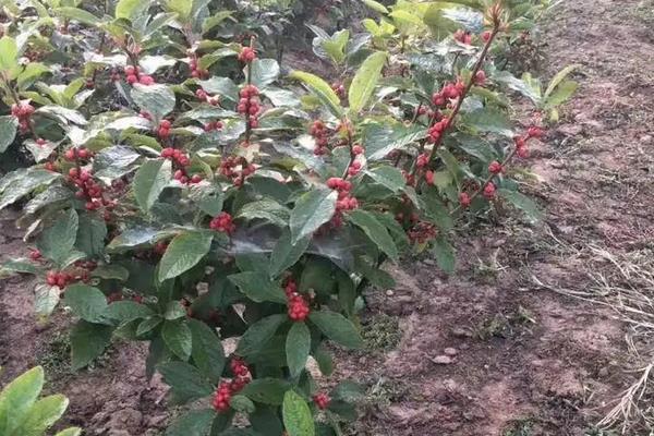 北美冬青介绍，附种植方法