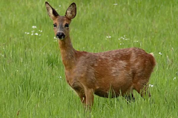 麝可以私人养殖吗，需要什么手续