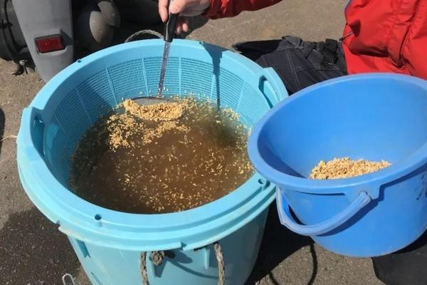 水稻种子怎么种植，播种后十天不出苗怎么办