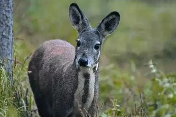 麝可以私人养殖吗，需要什么手续