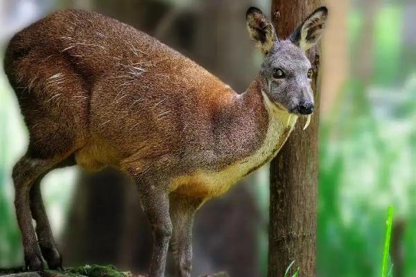 麝可以私人养殖吗，需要什么手续