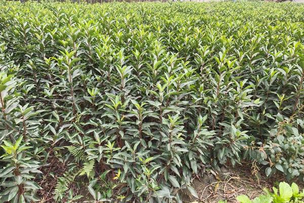 法国冬青种植方法,什么时候种好