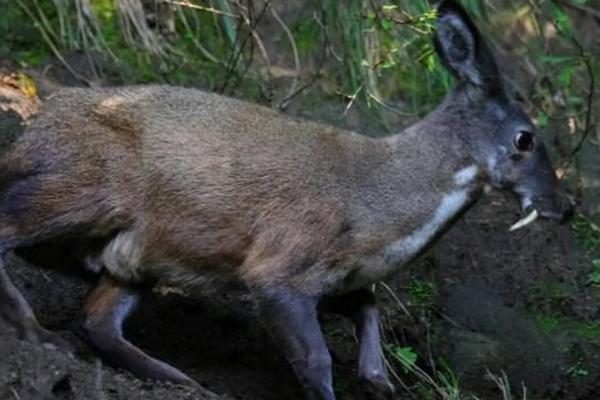 麝可以私人养殖吗，需要什么手续