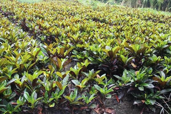 法国冬青种植方法,什么时候种好