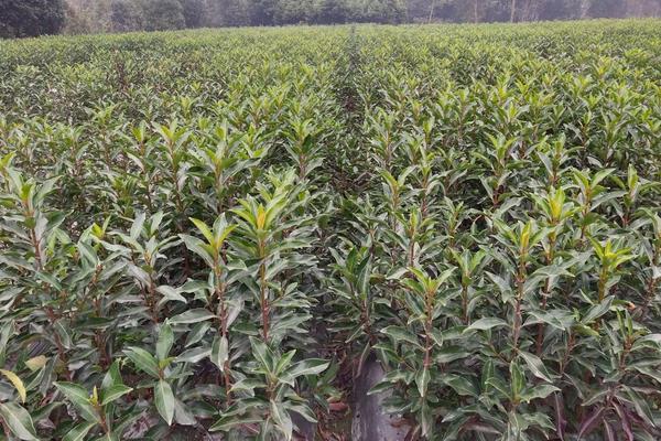 法国冬青种植方法,什么时候种好