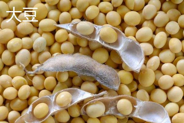 大豆和毛豆的区别