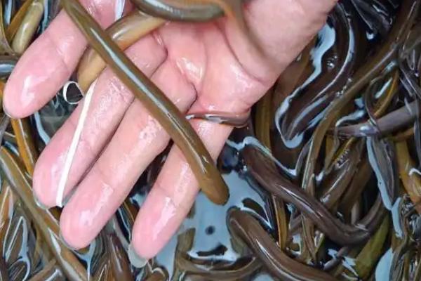 黄鳝泥鳅的养殖方法，养殖前景如何