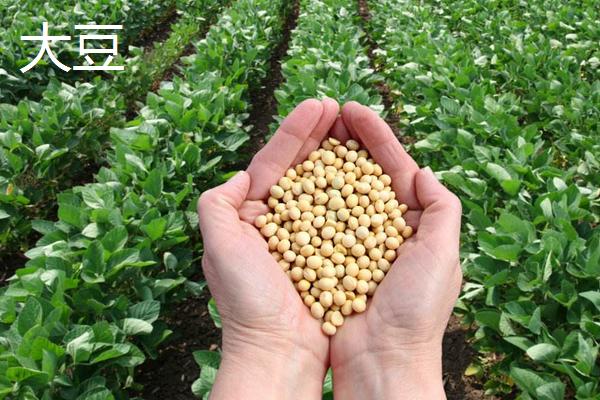 大豆和毛豆的区别