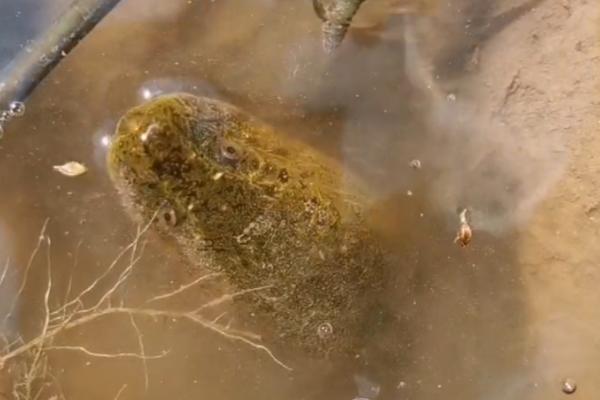 黄鳝泥鳅的养殖方法，养殖前景如何