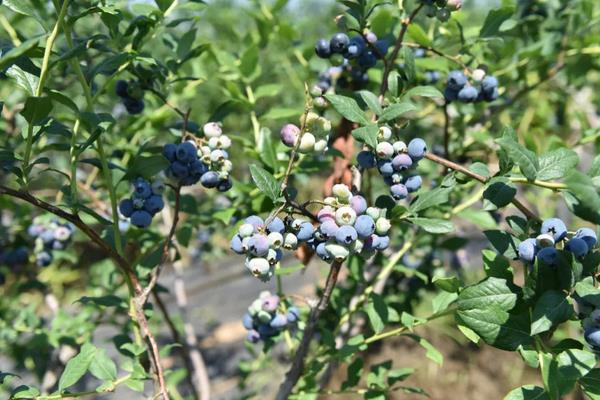 蓝莓在南方可以种植吗,附种植方法