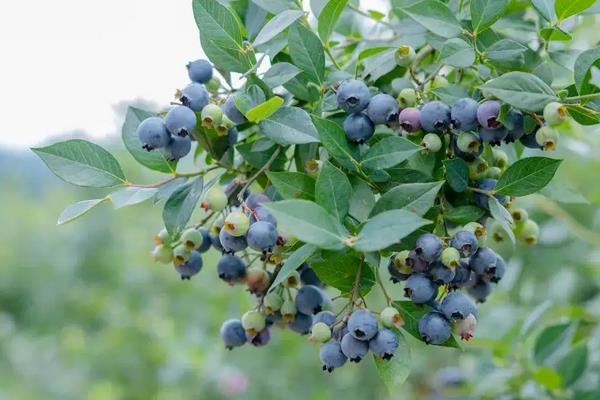 蓝莓在南方可以种植吗,附种植方法