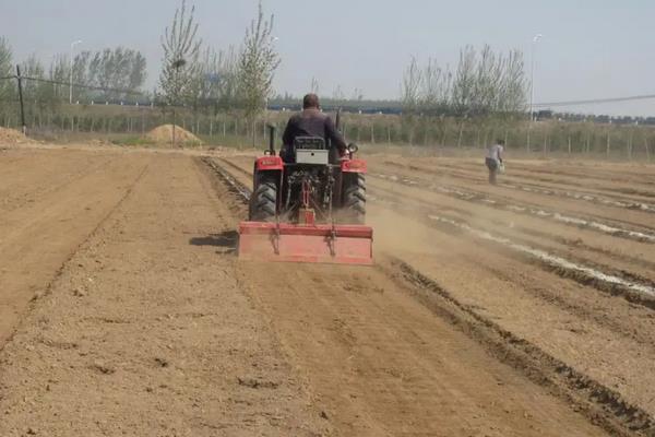 蓝莓在南方可以种植吗,附种植方法