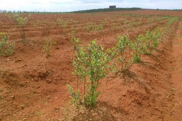 蓝莓在南方可以种植吗,附种植方法