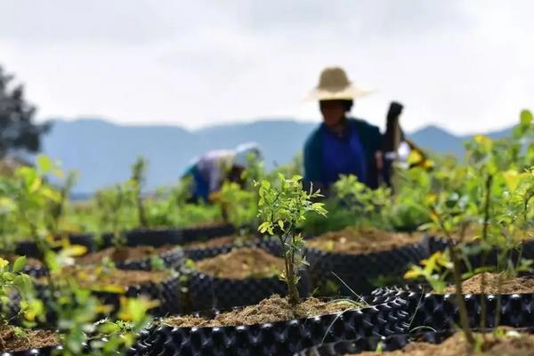 蓝莓在南方可以种植吗,附种植方法