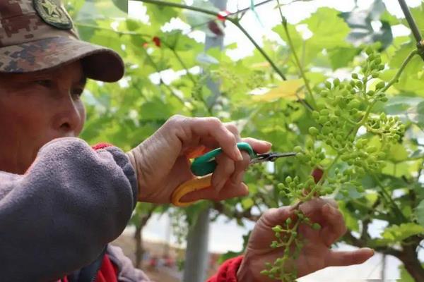 蓝莓在南方可以种植吗,附种植方法