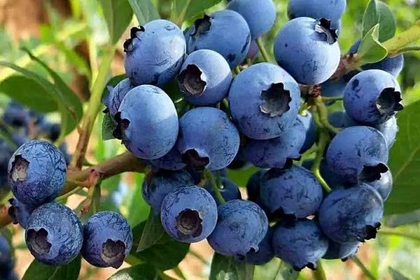 蓝丰蓝莓的特点，附蓝莓的种植方法