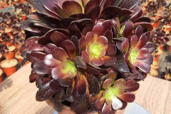 法师肉肉怎么种植，如何打头？如何过冬