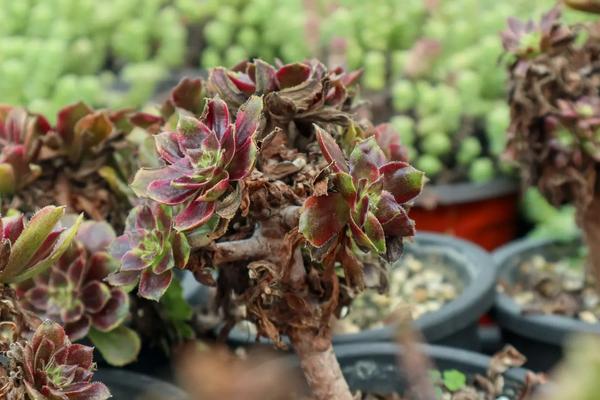 法师肉肉怎么种植，如何打头？如何过冬