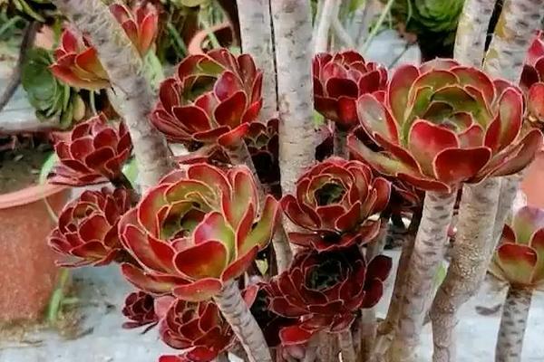 法师肉肉怎么种植，如何打头？如何过冬