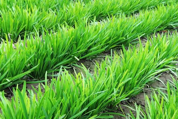 韭菜种多深合适，附韭菜种植技术