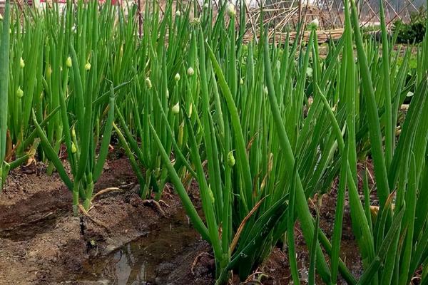 小葱用什么肥料长得快，附小葱的种植方法和时间